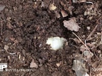 カブトムシ　終齢幼虫 堆肥にもぐる　定点４