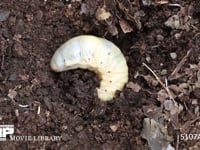 カブトムシ　終齢幼虫 堆肥にもぐる　定点１