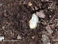 カブトムシ　終齢幼虫 堆肥にもぐる　定点３