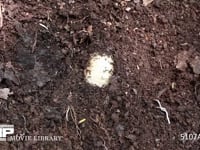 カブトムシ幼虫 堆肥から幼虫を掘り出す