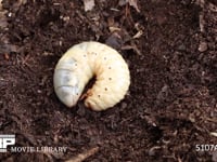 カブトムシ幼虫 堆肥から掘り出した幼虫がふたたびもぐり始める
