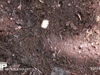 カブトムシ幼虫 堆肥から幼虫を掘り出す
