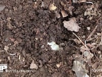 カブトムシ　終齢幼虫 堆肥にもぐる　定点５（終わり）