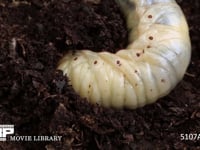 カブトムシ幼虫 堆肥にもぐる　定点b