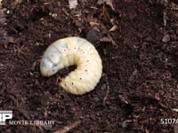 カブトムシ幼虫 堆肥から掘り出した幼虫がふたたびもぐり始める