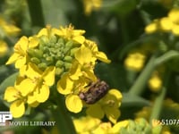 コアオハナムグリ 菜の花の花粉を食べる　からだについた泥は地中で越冬していた証し　数日で泥は落ちる