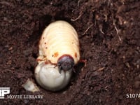 カブトムシ幼虫 頭部　口器　触角　胸脚