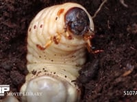 カブトムシ幼虫 頭部　口器　触角　胸脚