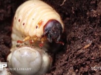 カブトムシ幼虫 頭部　口器　触角　胸脚