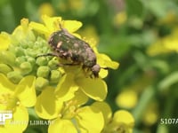 コアオハナムグリ 菜の花の花粉を食べる　からだについた泥は地中で越冬していた証し　数日で泥は落ちる