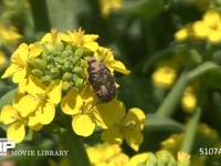 コアオハナムグリ 菜の花の花粉を食べる　からだについた泥は地中で越冬していた証し　数日で泥は落ちる