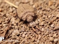 アリジゴクの巣 ウスバカゲロウの幼虫の巣