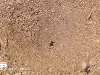 アリジゴク ウスバカゲロウの幼虫 クロヤマアリを捕らえ、体をたたきつけ弱らせる