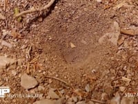 アリジゴク ウスバカゲロウの幼虫 すり鉢状の巣でクロヤマアリを捕らえる