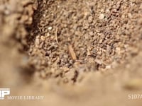 アリジゴク ウスバカゲロウの幼虫