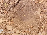 アリジゴク ウスバカゲロウの幼虫　巣を掘り始める