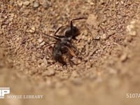 アリジゴク ウスバカゲロウの幼虫 捕らえたクロヤマアリを弱らせる