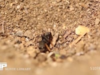 アリジゴク ウスバカゲロウの幼虫 弱ったクロヤマアリの体液を吸う