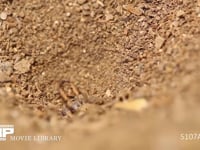 アリジゴク ウスバカゲロウの幼虫 巣を修復するため砂をはね上げる