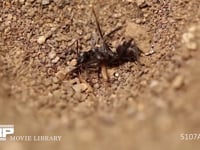 アリジゴク ウスバカゲロウの幼虫 捕らえたクロヤマアリの反撃　大あごに噛みつく