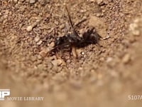 アリジゴク ウスバカゲロウの幼虫 捕らえたクロヤマアリの反撃　大あごに噛みつく