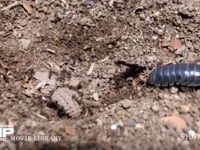 アリに襲われるアリジゴク ウスバカゲロウの幼虫 襲うのはシワアリの一種？