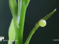 アゲハチョウ卵 産卵直後