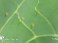 キャベツ葉裏に産まれたモンシロチョウ卵 