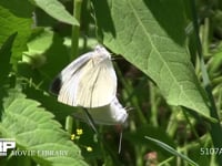 モンシロチョウ交尾 葉上で休んだ後飛び去る　上♂、下♀