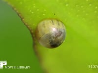 アゲハチョウ卵 ふ化直前、中で幼虫が動いている