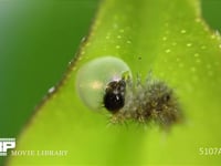 アゲハチョウ卵のふ化 ふ化後卵の殻を食う