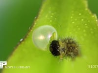 アゲハチョウ卵のふ化 抜け殻を食べるふ化直後の１齢幼虫