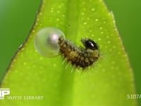 アゲハチョウ卵のふ化 卵から幼虫が抜け出る