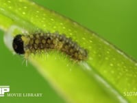 アゲハチョウ卵のふ化 一休み後向きを変えて卵の殻を食い始める