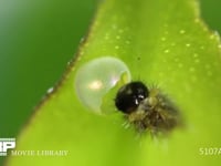 アゲハチョウ卵のふ化 抜け殻を食べるふ化直後の１齢幼虫