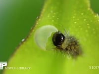 アゲハチョウ卵のふ化 抜け殻を食べるふ化直後の１齢幼虫