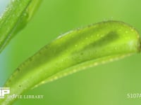 アゲハチョウ卵のふ化 卵の殻を食べ終えて移動する１齢幼虫