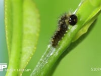 アゲハチョウ卵のふ化 卵の殻を食べ終えて移動する１齢幼虫