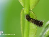 アゲハチョウ卵のふ化 卵の殻を食べ終えて移動する１齢幼虫