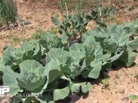 モンシロチョウ♀ 産卵場所を求めてキャベツ畑を飛ぶ、葉がすべって止まれないので産卵できない