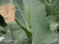 モンシロチョウ５齢幼虫 ブロッコリー葉上で休む