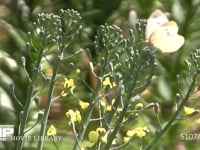 モンシロチョウ♀ スティックブロッコリーの花雷に産卵