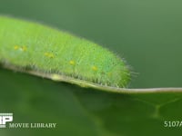 モンシロチョウ５齢幼虫 頭部、胸部気門