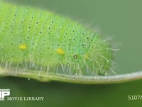 モンシロチョウ５齢幼虫 頭部、胸部気門