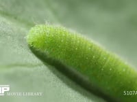 モンシロチョウ５齢幼虫 頭部、単眼