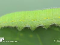 モンシロチョウ５齢幼虫 腹脚　気門