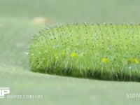 モンシロチョウ５齢幼虫 頭部単眼、気門