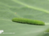 モンシロチョウ５齢幼虫 キャベツ葉上で休む