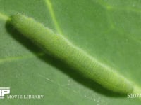 モンシロチョウ５齢幼虫 脈を打っているのは背脈管（昆虫の心臓）