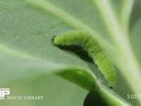 モンシロチョウ５齢幼虫 終齢幼虫　キャベツの葉を食う